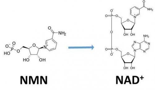 從生物學角度看NMN:為何能延緩衰老和提高免疫力？