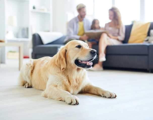 動物保健領(lǐng)域