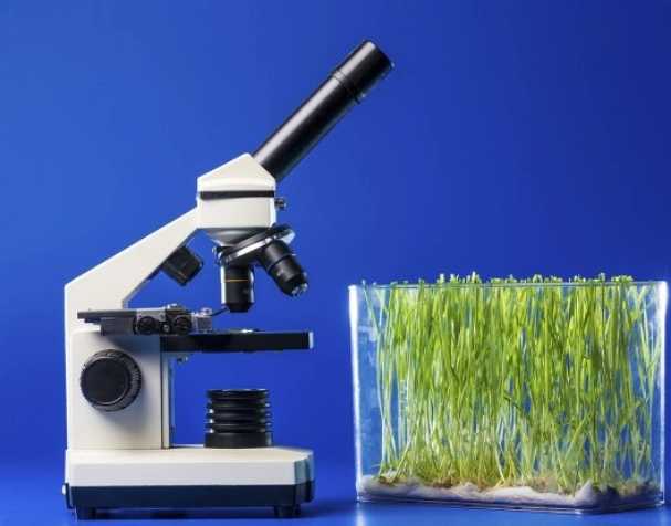 促進幼苗跟葉生長