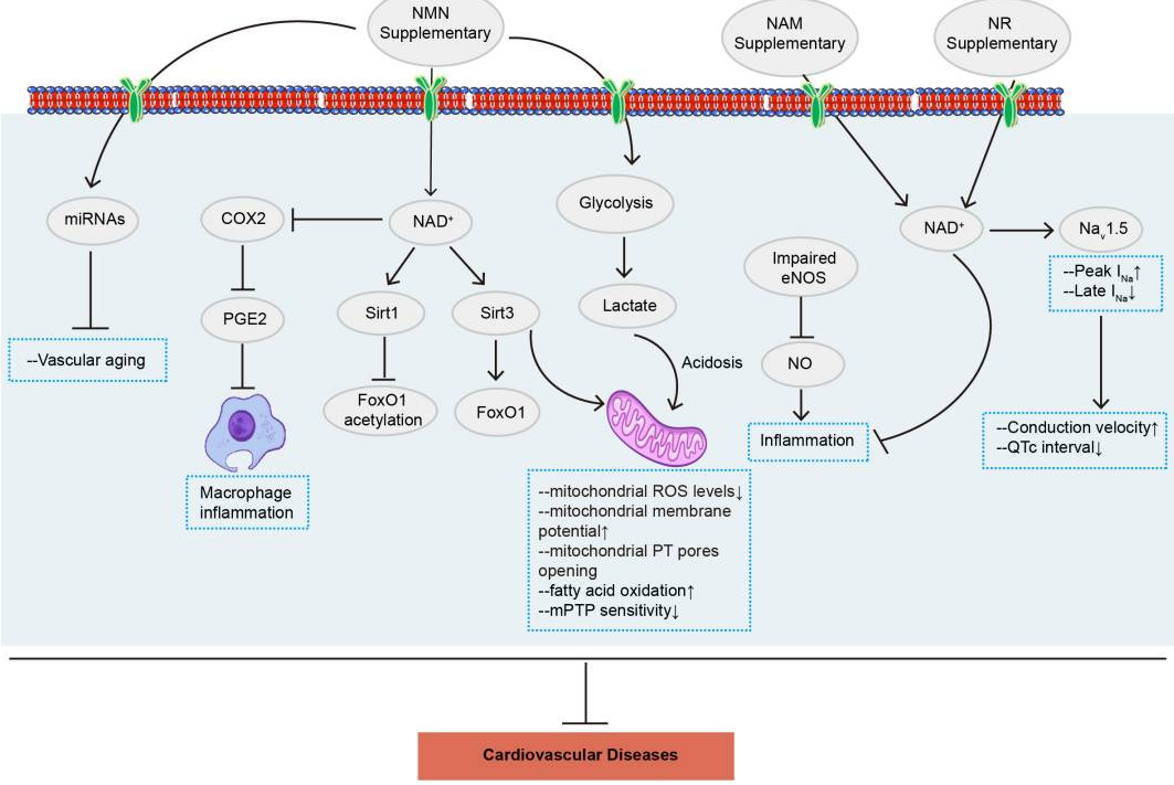 NMN通過多種信號通路改善心血管疾病