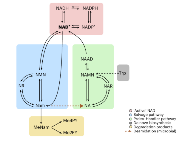 NAD+生物合成途徑動態示意圖