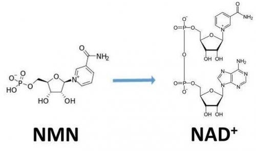 從生物學角度看NMN:為何能延緩衰老和提高免疫力？